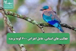 فعالیت های انسانی عامل انقراض 600 گونه پرنده