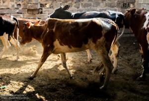 ورود دام زنده به اصفهان ممنوع شد؛بهورزان به دامداران هشدار می‌دهند