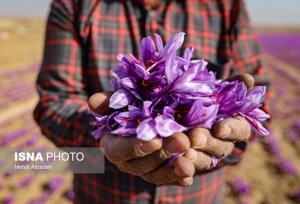 فرماندار زاوه: فرآیندهای سنتی زعفران ظرفیت تبدیل شدن به یک رویداد گردشگری را دارد
