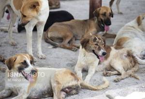 نگرش شهروندان به سگ‌های ولگرد زیر ذره‌بین پژوهشگران