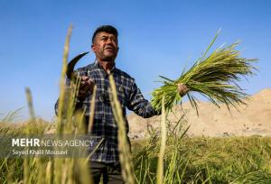 گرانی برنج خوزستان-؛ از مزارع تا بازی‌های مافیایی بازار