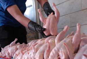 ۳۵ هزارتن گوشت مرغ خرید تضمینی شد