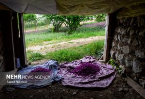 گیاه آرامش در دل کوهستان؛ گل گاوزبان طلای آبی گیلان در سایه بی‌مهری‌