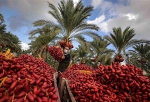 طلای سیاه بم در کش و قوس مشکلات؛ دست ما کوتاه خرما بر نخیل