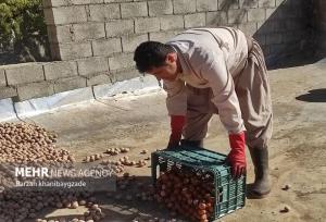 سالانه ۱۵۰۰ تن گردو در باغات ایلام برداشت می شود