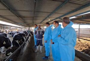 تب برفکی، یک بیماری مهلک برای دام‌ها است