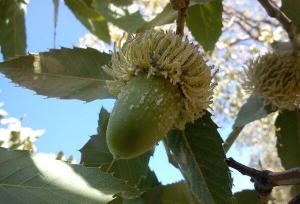 توقیف کامیون حامل ۳ تن بذر بلوط بدون مجوز در خرم‌آباد