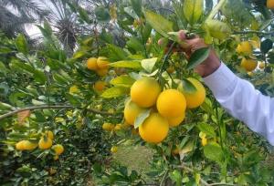 هزارتوی مرکبات از باغ تا بازار؛ ساز ناکوک صادرات