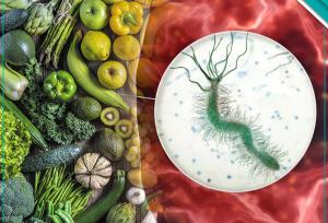 راهنمای کامل رژیم غذایی هلیکوباکتر پیلوری؛ ۱۰ ماده غذایی کلیدی برای مهار عفونت