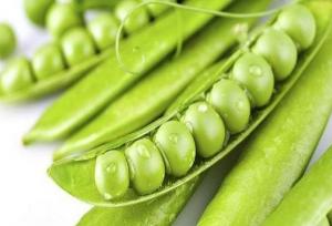 زراعتی: ۲۵۰ تُن نخود سبز از مزارع شهرستان سرباز برداشت شد