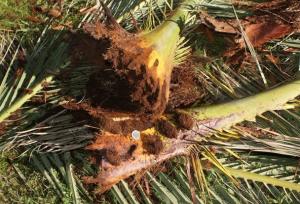 سوسک سرخرطومی حنایی؛ شکاف اعتباری در قلب تولید خرما