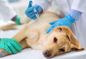 واکسیناسیون سگ‌های صاحبدار در مانور کنترل هاری خاش