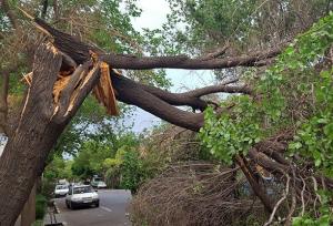 دخالت‌های غیرمسئولانه برخی فعالان محیط‌زیست؛ مانعی برای اقدامات حفاظتی درختان