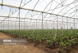 تولید ۳۱۰۰ تن محصولات گلخانه‌ای در کرمانشاه ثبت شد
