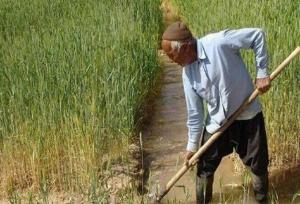 پتروشیمی ها امسال کود مورد نیاز بخش کشاورزی را تحویل ندادند