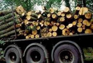 ماجرا قطع درختان صنوبر و دپو در چمستان