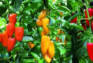 پیش‌بینی برداشت بیش از ۱۳ هزار تن محصولات گلخانه‌ای در زهک