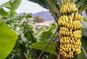 زرآباد؛ پایتخت «موز» ایران در سواحل مکران