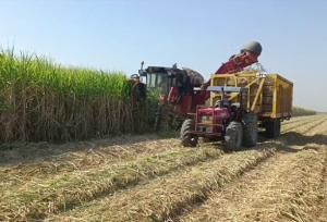 براشت نیشکر در مزارع خوزستان