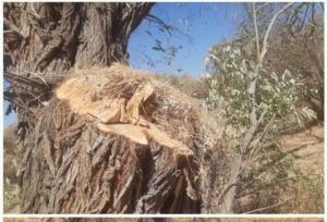 قطع درختان در روستای قهرآباد سقز بررسی شد