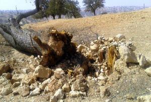 برخورد قاطع قضایی با قطع‌کنندگان غیرمجاز درختان در بندپی بابل