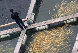 برآورد تولید ۶۴۵۵ تن ماهیان گرمابی در کرمانشاه/ نیمی از تولیدات روانه عراق می‌شود