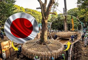 نجات درختان چند ده‌تنی، چرا ژاپن راه سخت و گران را انتخاب می‌کند؟