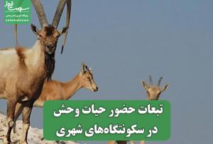 تبعات حضور حیات وحش در سکونتگاه‌های شهری