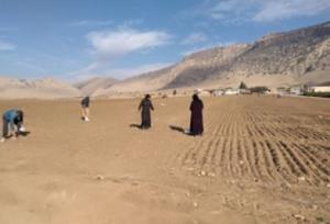 خشکه‌کاری گندم موجب جهش تولید دیم /افزایش ۱۰ تا ۹۰ درصدی عملکرد گندم دیم با اجرای خشکه‌کار