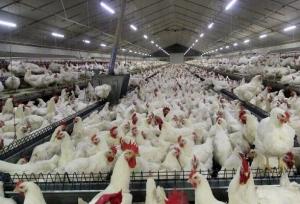 سردار سلمانی:۳ کامیون حامل محموله مرغ زنده قاچاق در ایلام توقیف شد