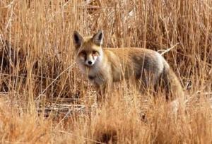 مرگ کودک ۳ ساله در کبودرآهنگ بر اثر گزش روباه هار