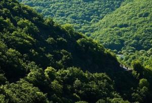 ضرورت مهار جست‌زایی در جنگل‌های ارسباران