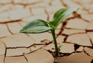 حل مسائل محیط‌زیست نیازمند پژوهش هدفمند و همکاری ملی است