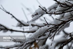 بارش برف در مشهد آغاز شد