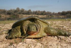  خطر انقراض لاک‌پشت «فراتی» ایران را تهدید می‌کند
