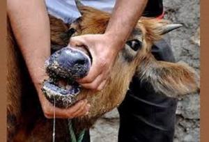 کنترل شیوع بیماری تب برفکی دام در فارس/آلودگی در حیات‌وحش و دام عشایر مشاهده نشده است