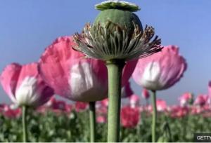 ماجرای کشت خشخاش در ایران به کجا رسید؟