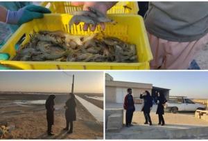 ۴۸۰۰ تن میگو از سایت‌های  شیف و بامداد برداشت شد