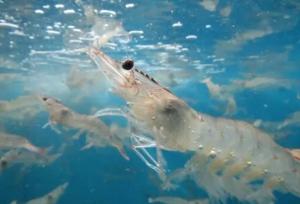 اجرای طرح پایلوت پرورش «میگوی وانامی» در کرمانشاه