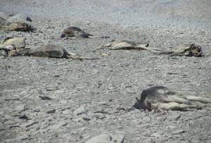 کشتار ۲۰ رأس الاغ وحشی در راونگ میناب