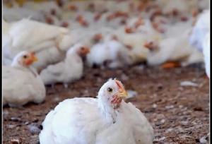 مدیر جهاد کشاورزی ایلام: جوجه‌ریزی در مرغداری‌های استان ۲۶.۲ درصد رشد داشته است