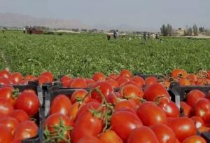 گوجه فرنگی  تا ۱۰ روز آینده به قیمت قبل بر می‌گردد
