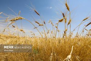خرید ۴۶۵ هزار تن گندم در استان همدان