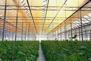 سهمیه سوخت گلخانه‌های هرمزگان افزایش خواهد یافت