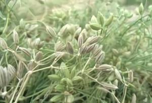 قادری: زیره سبز در بیش از ۳۰۰ هکتار از اراضی تربت حیدریه کشت می شود