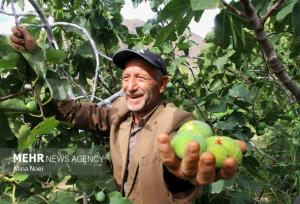 پیش بینی برداشت ۱۸ هزار تن انجیر در استهبان