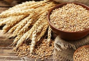 کاهش شدید قیمت گندم در بازارهای جهانی