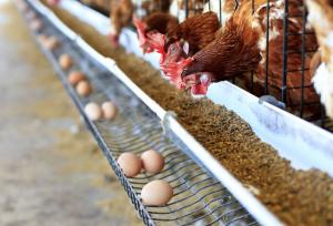 ۶۵۰ هزار تن ذرت در بنادر کشور در انتظار تامین ارز است