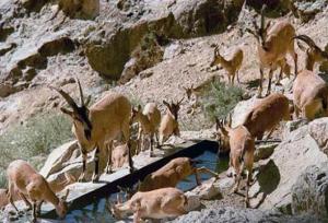 حضور گله‌ای از کل در منطقه حفاظت‌شده چاشلوبار