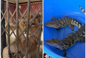 شیر، عقاب طلایی و تمساح در شهریار کشف شد